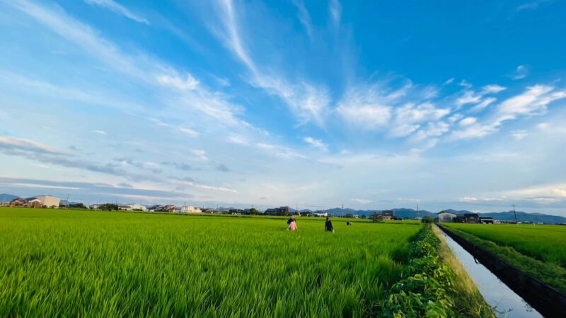 岡山県の「高田んぼ」の餅米！スクスク育ってます。