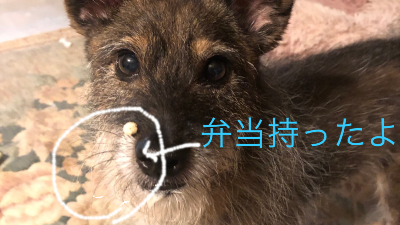 お弁当持って これから！出勤🐕